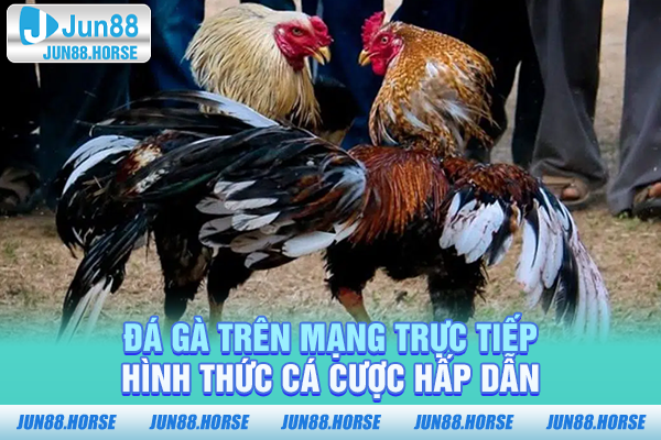 Đá gà trên mạng trực tiếp