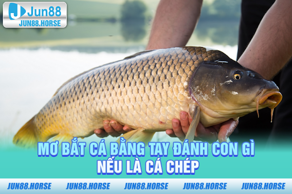 Mơ bắt cá bằng tay đánh con gì nếu là cá chép