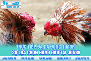 trực tiếp đá gà động TIMOR