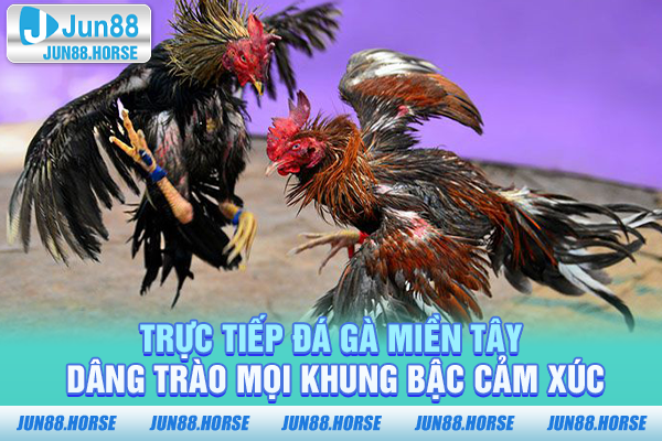 Trực tiếp đá gà Miền Tây