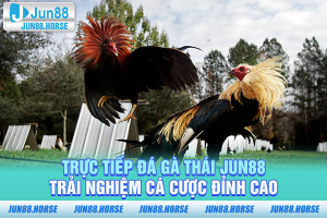 Trực Tiếp Đá Gà Thái