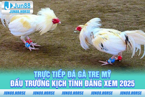 Trực tiếp đá gà tre Mỹ